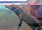 動物図鑑・ニシアフリカコビトワニの写真 8